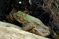 Moss Toad / Evergreen Toad / Green Climbing Toad {Bufo / Ollotis coniferus} Costa Rica.
