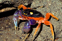 Halloween crab / Harlequin / Red land crab {Gecarcinus quadratus} next to burrow in forest, Manuel Antonio NP, Costa Rica.