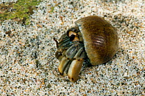 Ecuadorian / Pacific / Land hermit crab {Coenobita compressus} on land, Manuel Antonio NP, Costa Rica.