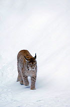 Lynx {Lynx lynx} walking downhill on snowy slope, captive, Bavarian Forest, Germany.