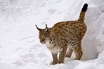 Lynx {Lynx lynx} female marking territory with urine, captive, Bavarian Forest, Germany.
