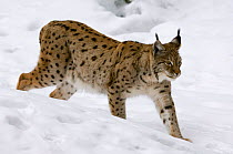 Lynx {Lynx lynx} walking downhill on snowy slope, captive, Bavarian Forest, Germany.