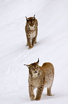 Two Lynx {Lynx lynx} walking downhill on snowy slope, captive, Bavarian Forest, Germany.