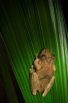 Milk frog / Veined /  Marbled tree frog {Phrynohyas venulosa} on leaf, Costa Rica.