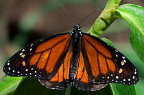 Reddish brown / Monarch butterfly {Danaus plexippus} on leaf, Costa Rica.
