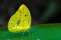 Orange-barred Sulphur butterfly {Phoebis philea} on leaf, Costa Rica.