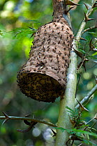 Nest of Paper wasps (Vespidae) Costa Rica, Central America