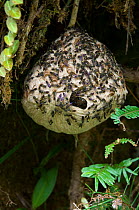 Paper Wasps swarming around their nest in tree, Tapanti NP, Costa Rica.