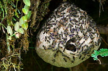 Paper Wasps swarming around their nest in tree, Tapanti NP, Costa Rica.