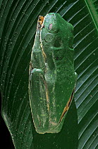 Barred / Splendid Leaf Frog (probably Cruziohyla sylviae, formerly Cruziohyla calcarifer) resting on palm leaf, Costa Rica.