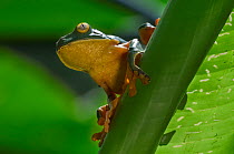 Barred / Splendid Leaf Frog (probably Cruziohyla sylviae, formerly Cruziohyla calcarifer) on palm leaf, Costa Rica.