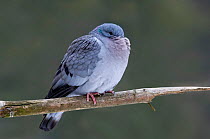 Stock dove {Columba oenas} puffed up for warmth in winter, Belgium.