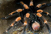 Orange kneed Tarantula spider {Brachypelma mesomelas} Monteverde NP, Costa Rica.