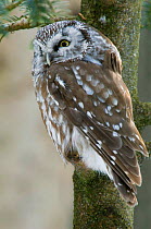 Tengmalm's owl {Aegolius funereus} perching in tree, captive, Bavarian Forest, Germany.