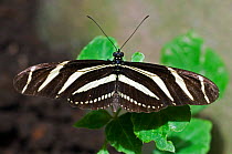Zebra longwing butterfly {Heliconius charithonia} perching on leave, Monteverde NP, Costa Rica.