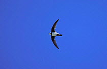 Alpine swift flying {Tachymarptis melba} Van Golu, Turkey