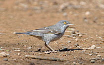 Barred warbler {Sylvia nisoria} Sall Ala, Musandam, Oman
