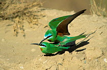 Blue cheeked bee eater {Merops persicus} pair mating, Hafeet, Oman