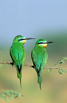 Blue cheeked bee eater {Merops persicus} pair perched, Hafeet, Oman