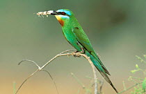 Blue cheeked bee eater {Merops persicus}, with grasshopper prey, Hafeet, Oman
