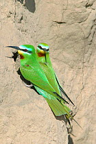 Blue cheeked bee eater {Merops persicus}, pair at nest hole, Sohar, Oman