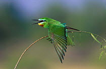 Blue cheeked bee eater {Merops persicus} wing stretching, Hafeet, Oman