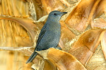 Blue rock thrush {Monticola solitarius} Qatbit, Oman