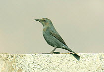 Blue rock thrush {Monticola solitarius} Sall Ala, Musandam, Oman