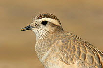 Eurasian dotterel {Charadrius morinellus} winter plumage, Sohar, Oman