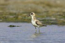 Greater sand plover {Charadrius leschenaultii} Seeb, Oman