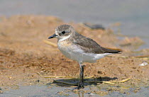 Lesser sand plover {Charadrius mongolus} winter plumage, Dawkah, Oman