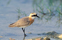 Lesser sand plover {Charadrius mongolus} summer plumage, Khawr Taqah, Oman