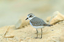 Lesser sand plover {Charadrius mongolus} winter plumage, Sur, Oman