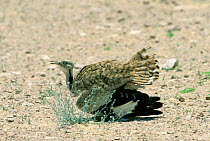 Macqueen's / Houbara bustard {Chlamydotis undulata / macqueenii} female display distracting predator away from chick, Jiddat al Harasis, Oman