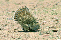 Macqueen's / Houbara bustard {Chlamydotis undulata / macqueenii} female display distracting predator away from chick, Jiddat al Harasis, Oman