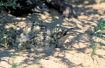 Macqueen's / Houbara bustard {Chlamydotis undulata / macqueenii} chick on nest in sand in shade, Jiddat al Harasis, Oman