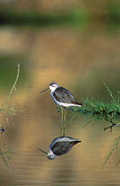 Marsh sandpiper with reflection in water {Tringa stagnatilis} Muscat, Oman