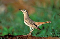 Rufous tailed scrub robin {Erythropygia / Cercotrichas galactotes} Dawkah, Oman