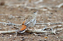 Rufous tailed scrub robin {Erythropygia / Cercotrichas galactotes} Sall Ala, Musandam, Oman