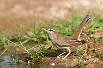 Rufous tailed scrub robin at water {Erythropygia / Cercotrichas galactotes} Dawkah, Oman
