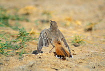 Rufous tailed scrub robin sunning {Erythropygia / Cercotrichas galactotes} Dawkah, Oman