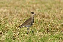 Sociable plover / lapwing {Vanellus gregarius}Sohar, Oman