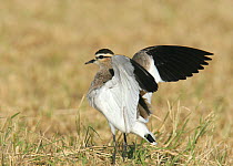 Sociable plover / lapwing stretching wings {Vanellus gregarius} Sohar, Oman