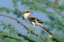 Southern grey shrike {Lanius meridionalis aucheri} immature, Sohar, Oman