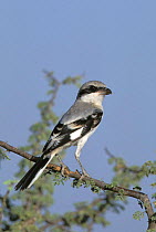 Southern grey shrike {Lanius meridionalis aucheri}, Sohar, Oman