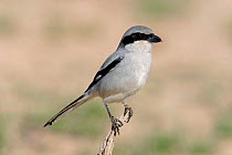 Southern grey shrike {Lanius meridionalis aucheri} Musandam, Oman