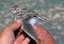 Person holds open the wing of a White winged lark {Melanocorypha leucoptera} Taucum, Kazakhstan