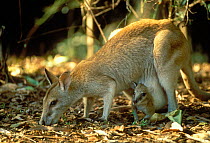 Agile Wallaby {Macropus agilis} female with joey, Northern Territory, Australia.
