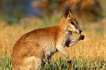 Agile Wallaby {Macropus agilis} feeding in grassland, Northern Territory, Australia.