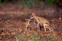 Agile Wallaby {Macropus agilis} female and joey, Northern Territory, Australia.